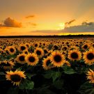 cropped-Sunflower-Field.jpg